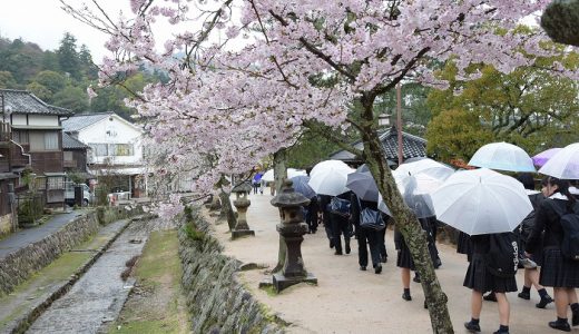 ３年生宮島遠足